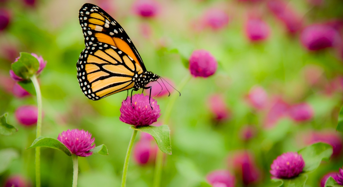 Monarch butterfly habitat