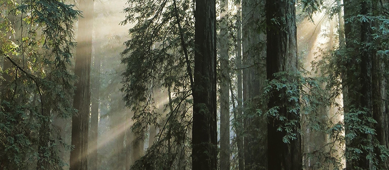 Redwoods grove