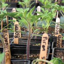 Thumbnail-IVC-PlantSale